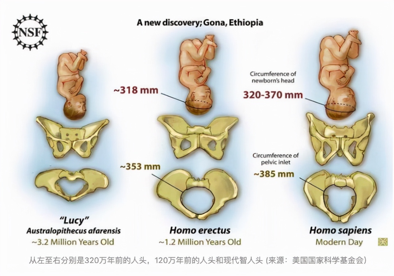 自然界什么动物活的时间最长,什么动物成年时间最长