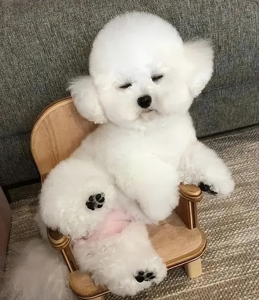 比熊犬为什么喜欢睡在主人身边,比熊犬最想对主人说的是