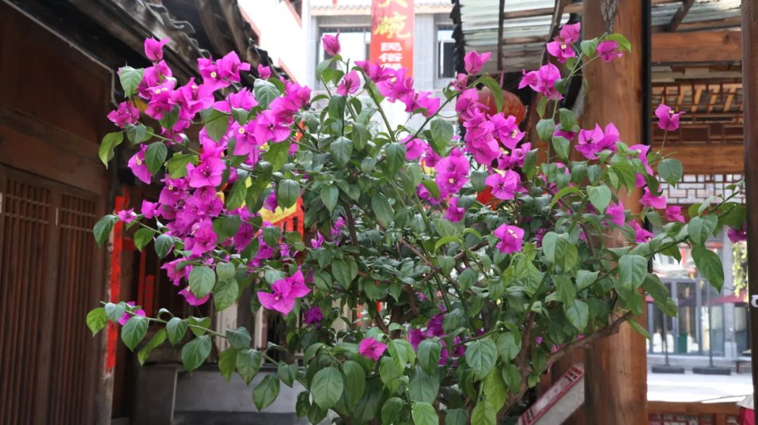 过敏性鼻炎反复发作会成癌吗,扁桃体发炎和过敏性鼻炎反复发作