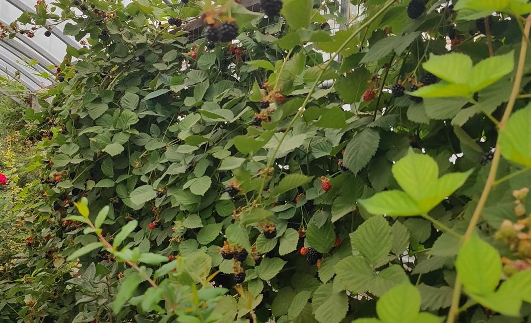 黑树莓果营养价值,野生黑树莓的栽培技术