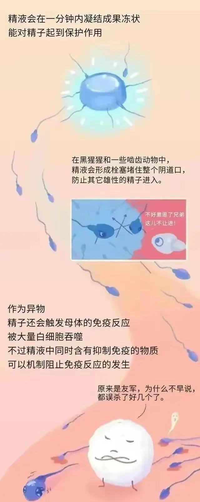 精子产生到成熟的过程,精子形成到受孕过程