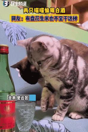 “谁再给猫喝酒，我扇烂ta的嘴巴！”