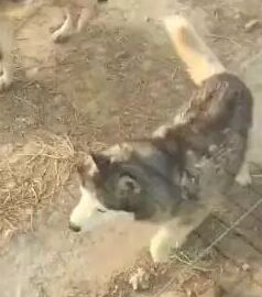 山东动物园哈士奇,山东动物园一只哈士奇混入了狼群