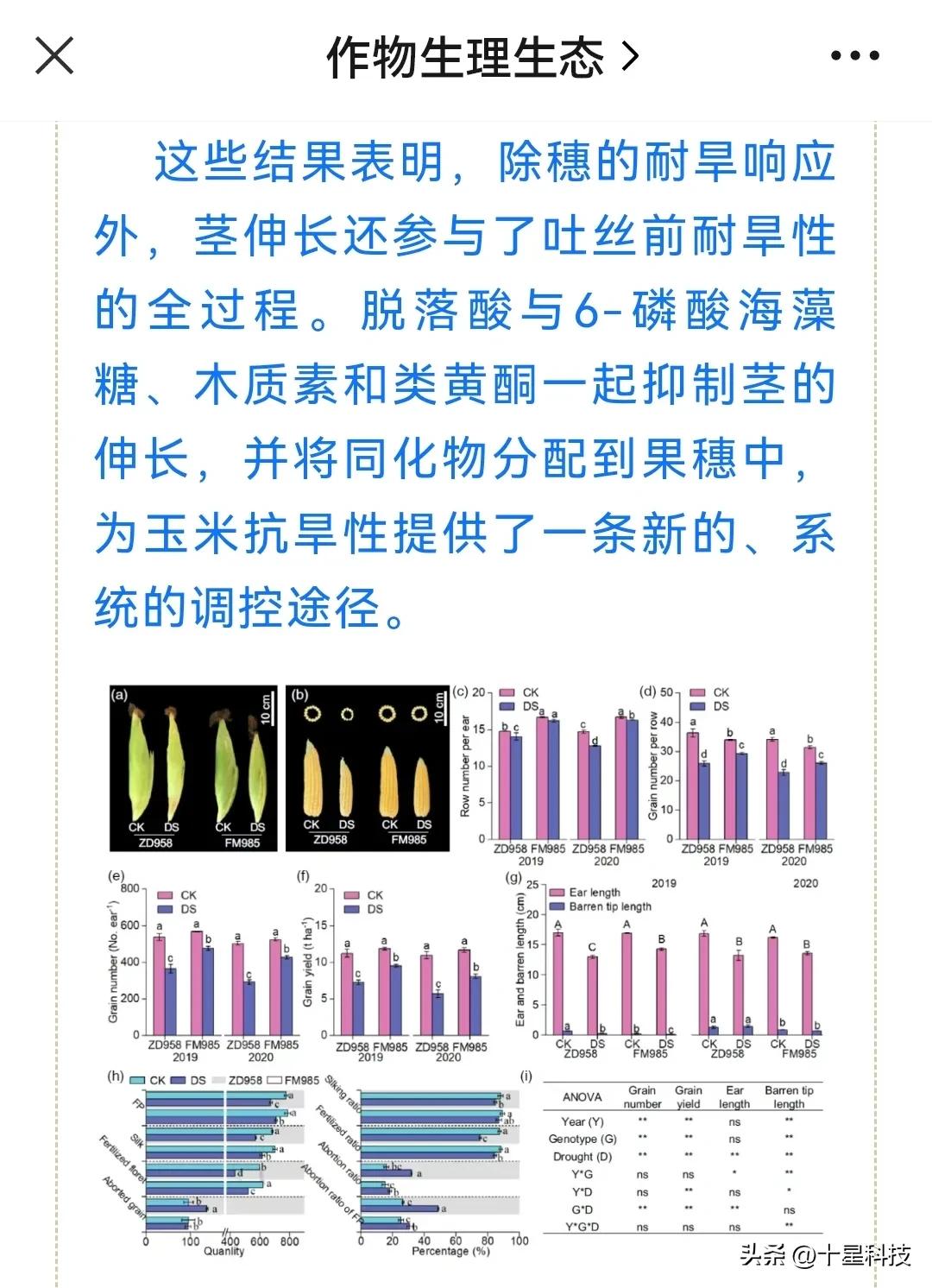 郑单958玉米新品种特征及表现,郑单958玉米品种是哪里培育的