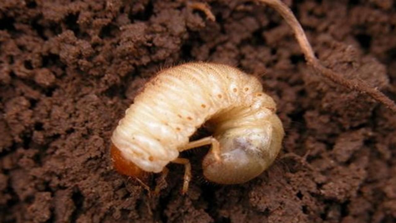 地里有很多土蚕如何处理最好方法,怎样消灭地里的地蚕