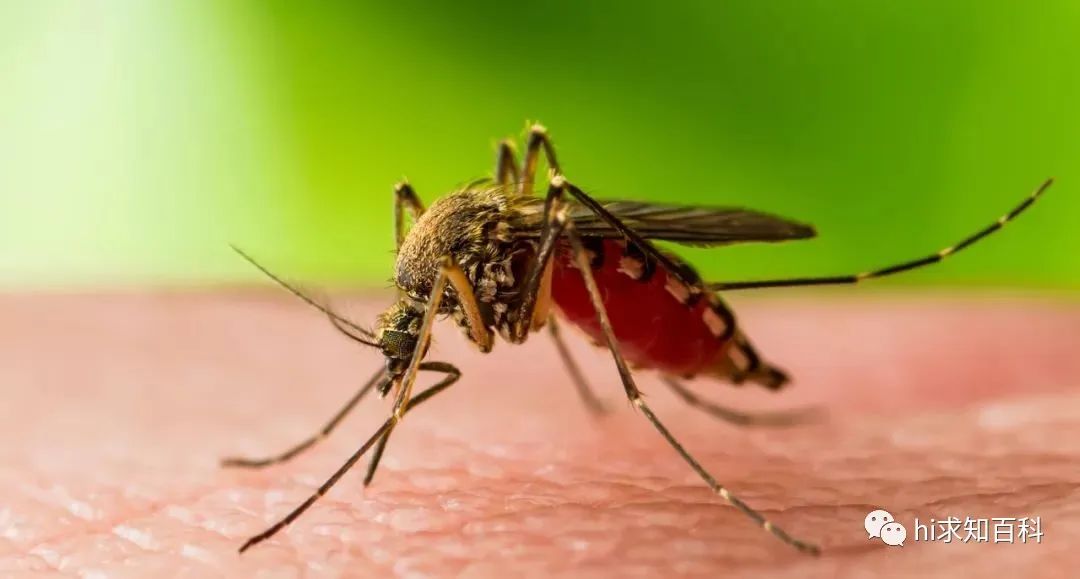蚊子驱蚊黑科技,驱蚊子最有效的黑科技