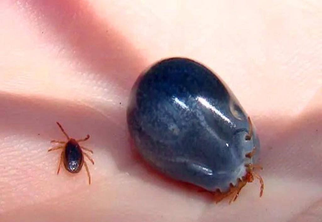 夺命蜱虫一般出现在哪里,致命蜱虫