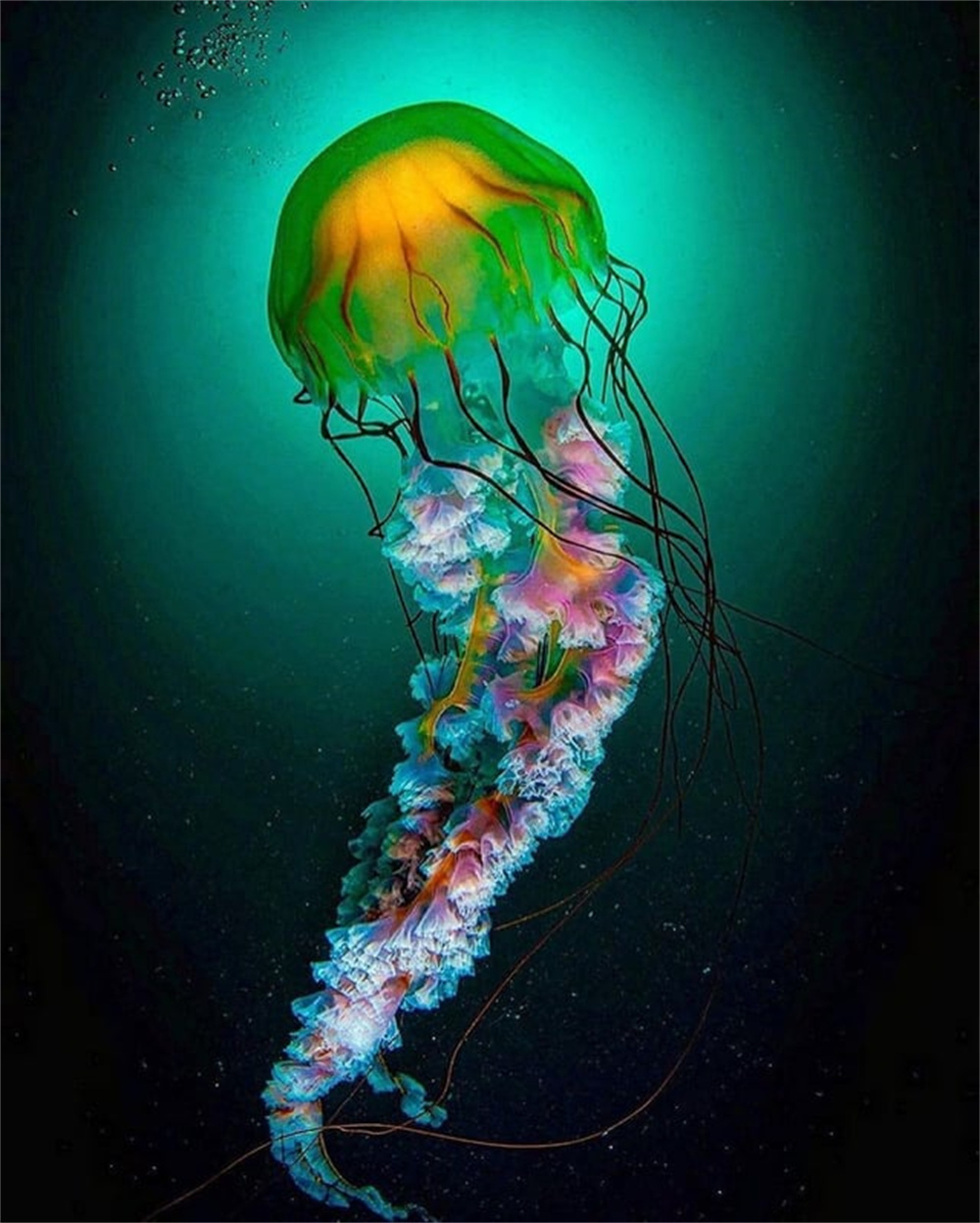 加蓬黑脸猩猩,加蓬长尾猴图片