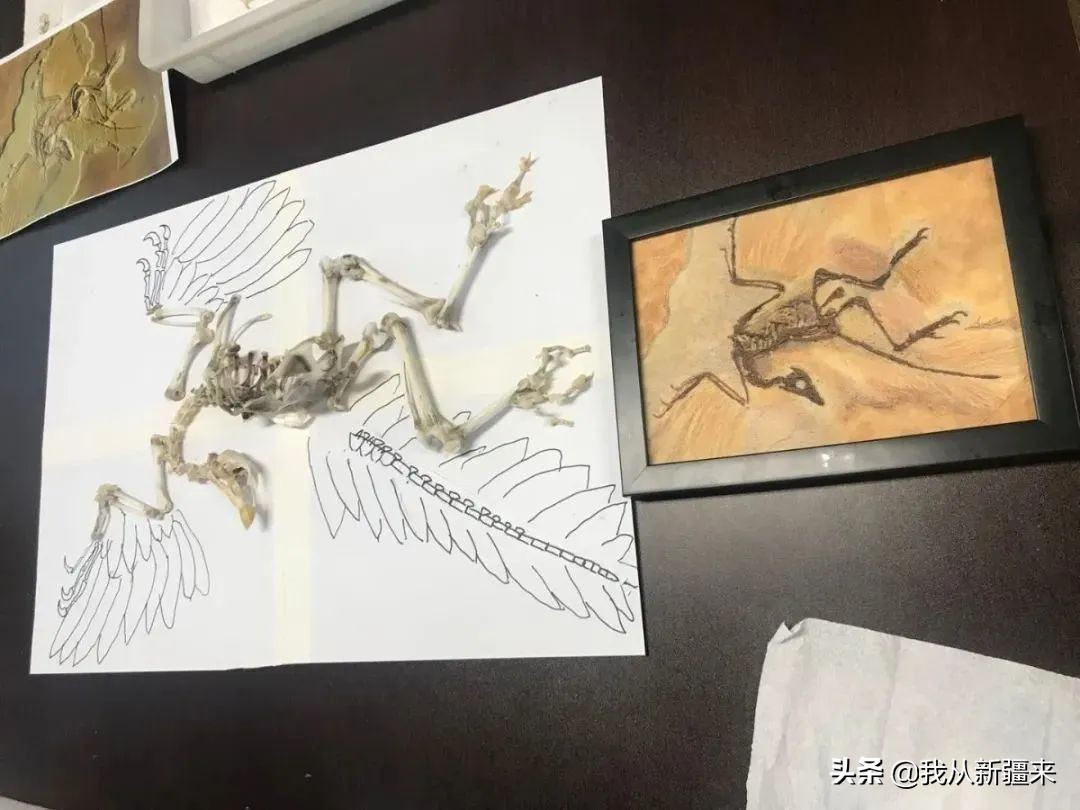 新疆哈密翼龙,天山哈密翼龙