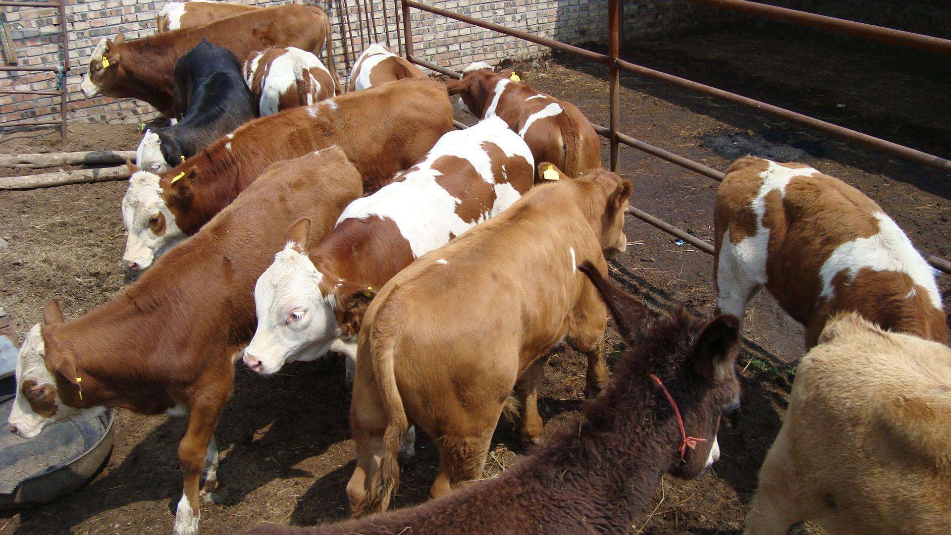 牛胀肚子不怎么吃草,牛肚子胀气还吃草怎么办