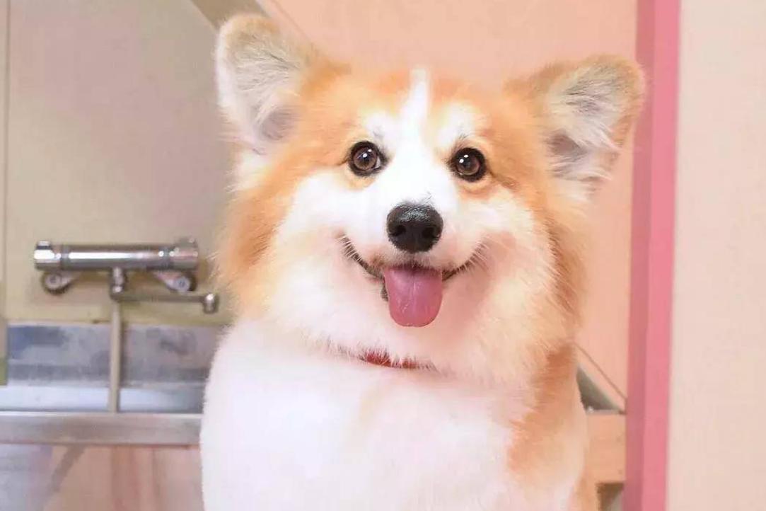 怎么纠正柯基吃狗粮的方法,柯基幼年吃多少狗粮够合适