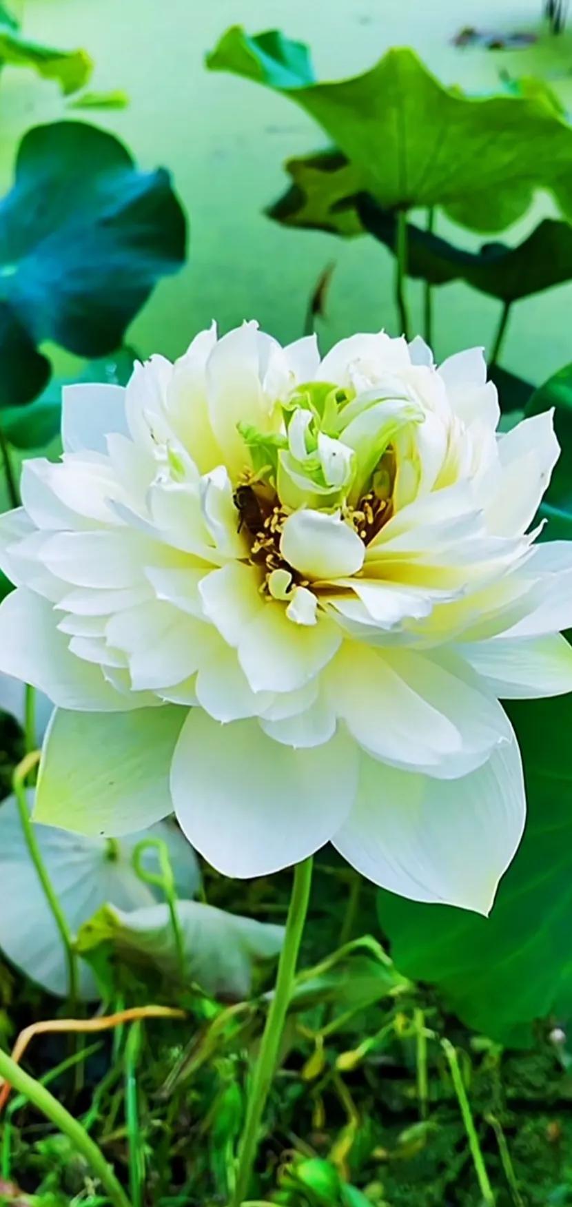 夏至荷花荷叶图片,夏至时节荷花正美图片