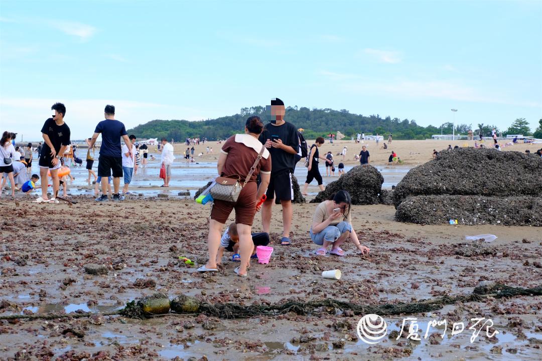 赶海圣地厦门,厦门周边赶海的最佳地点