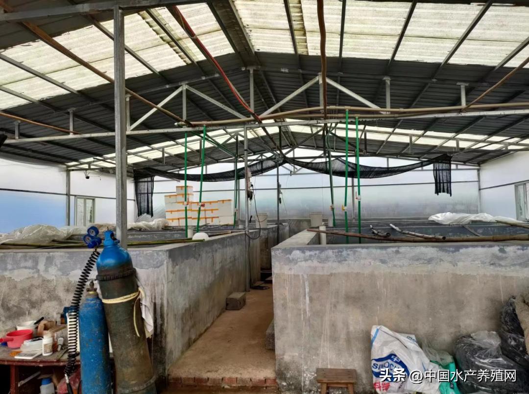 人工养对虾一亩地能赚多少钱,养殖对虾一亩地能赚多少钱