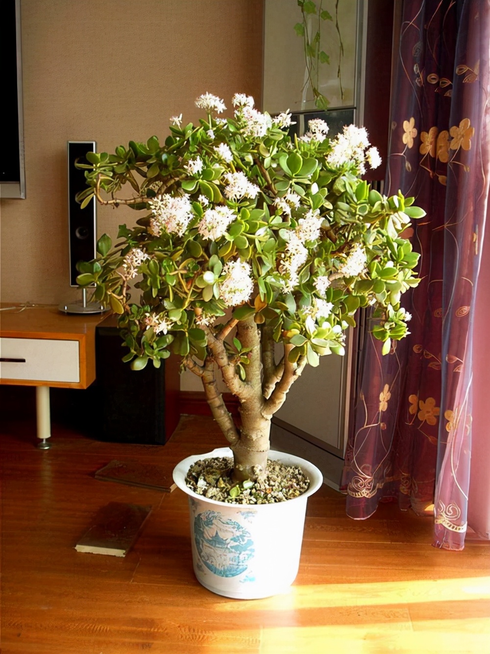 十大养不死的大型花,十大室外最好养活的花高大