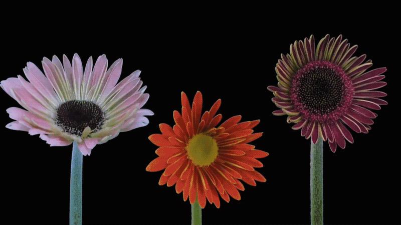 是益生菌,亦是你的心灵伙伴|inDare出品