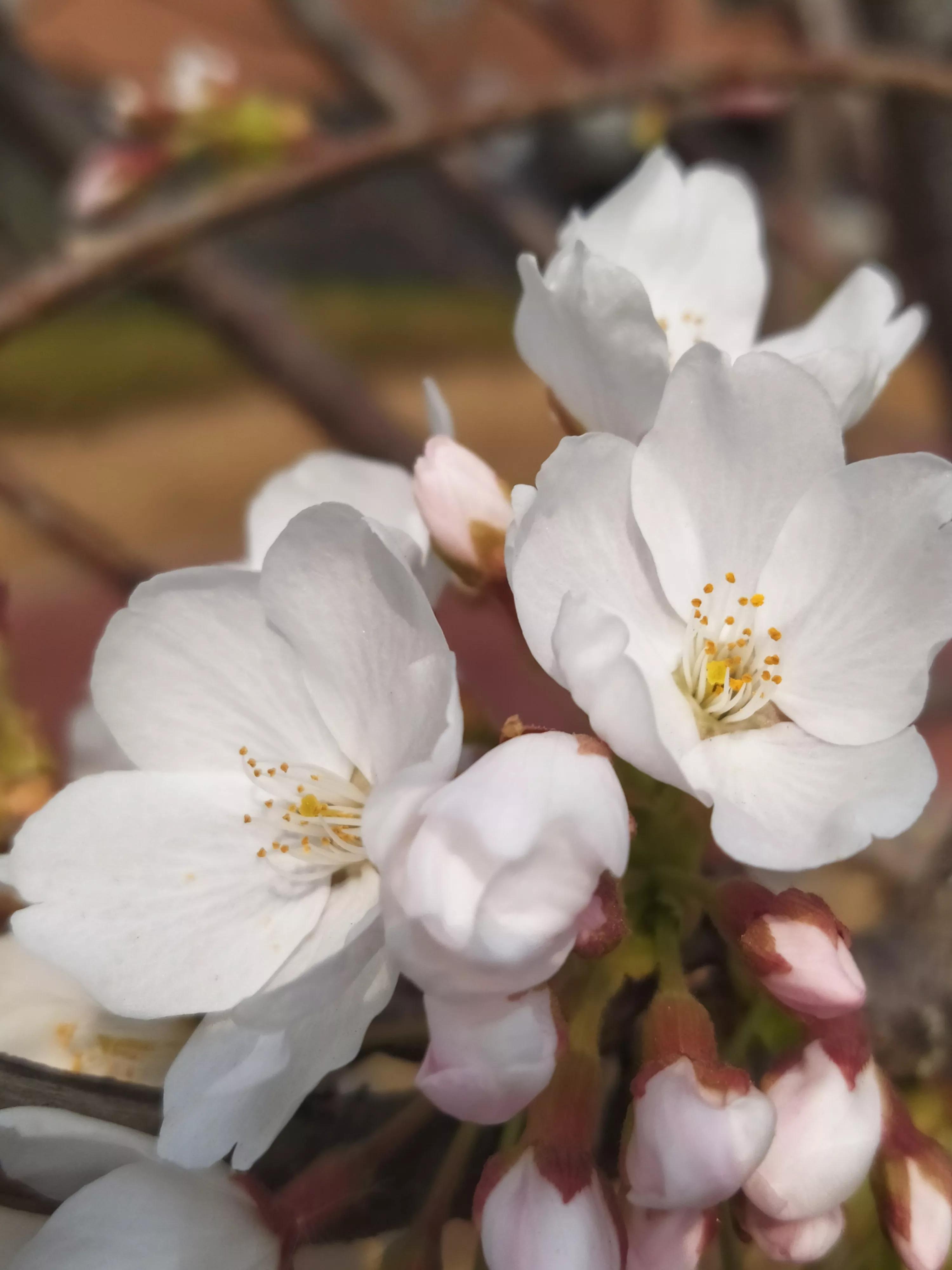 樱花烂漫的唯美句子,樱花烂漫几多时李商隐