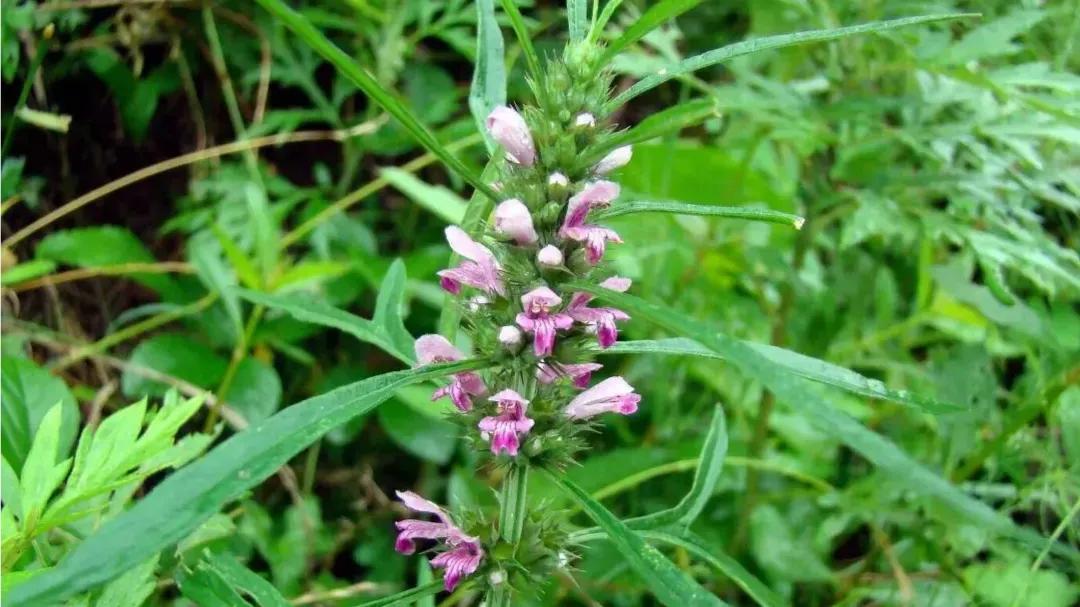 益母草是妇科圣药,妇女之友益母草功效