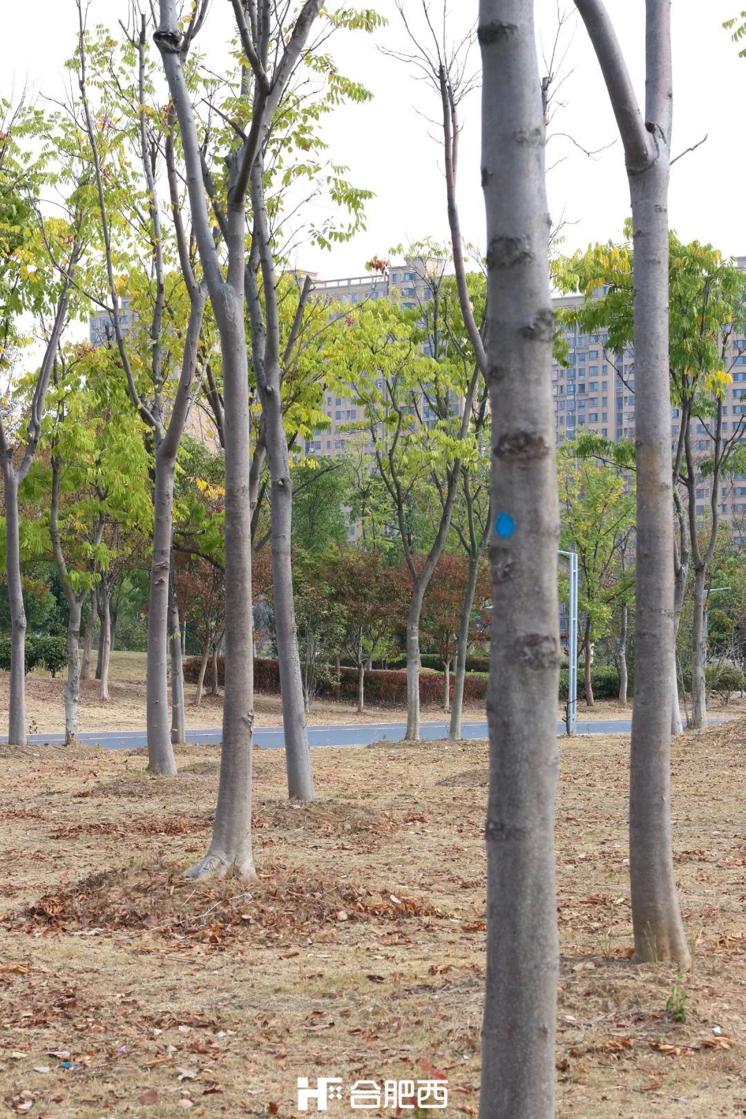 合肥市第二大湖泊,合肥翡翠湖最漂亮的湖