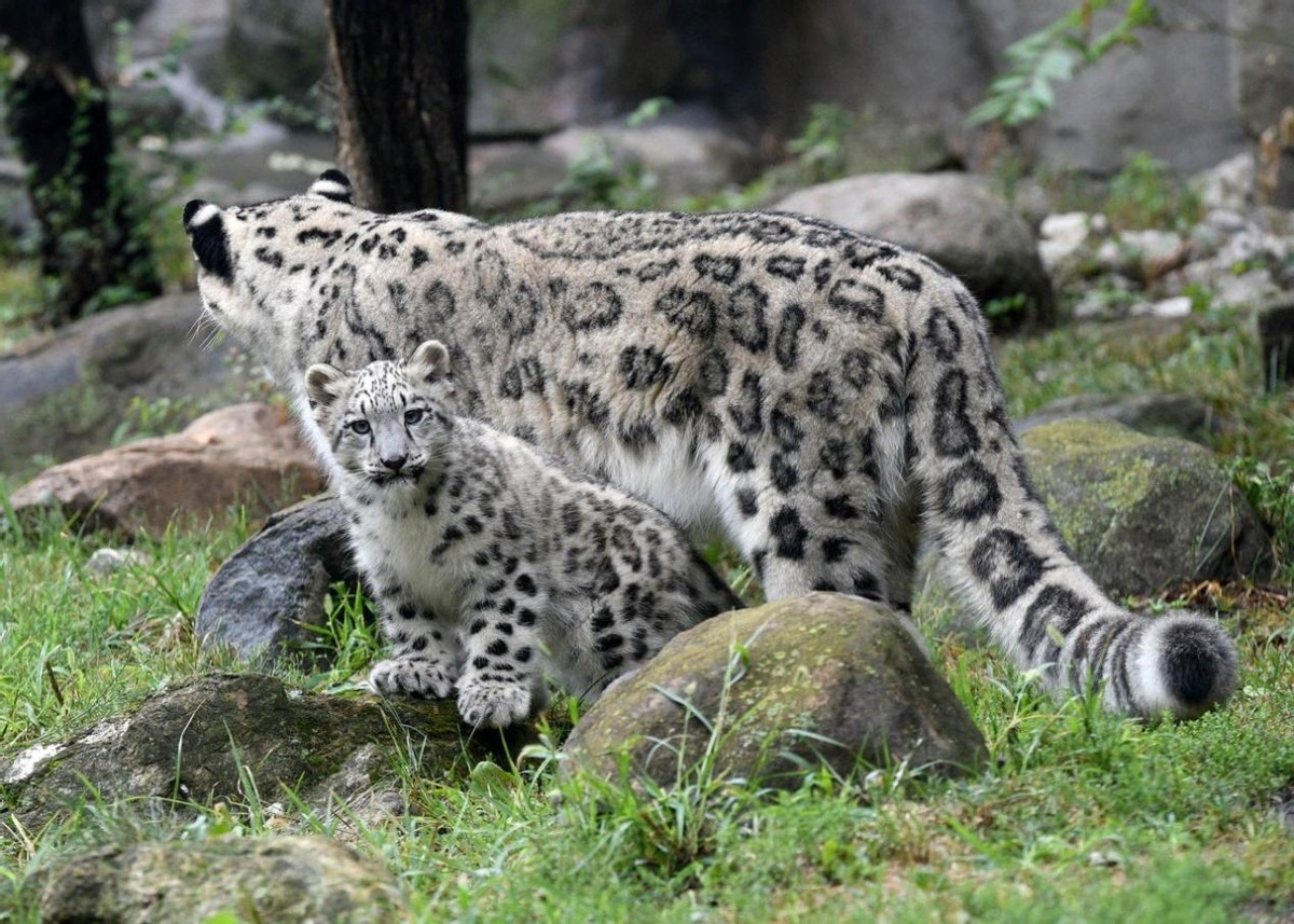宁夏贺兰山保护区又发现一只雪豹,宁夏贺兰山时隔66年重现雪豹