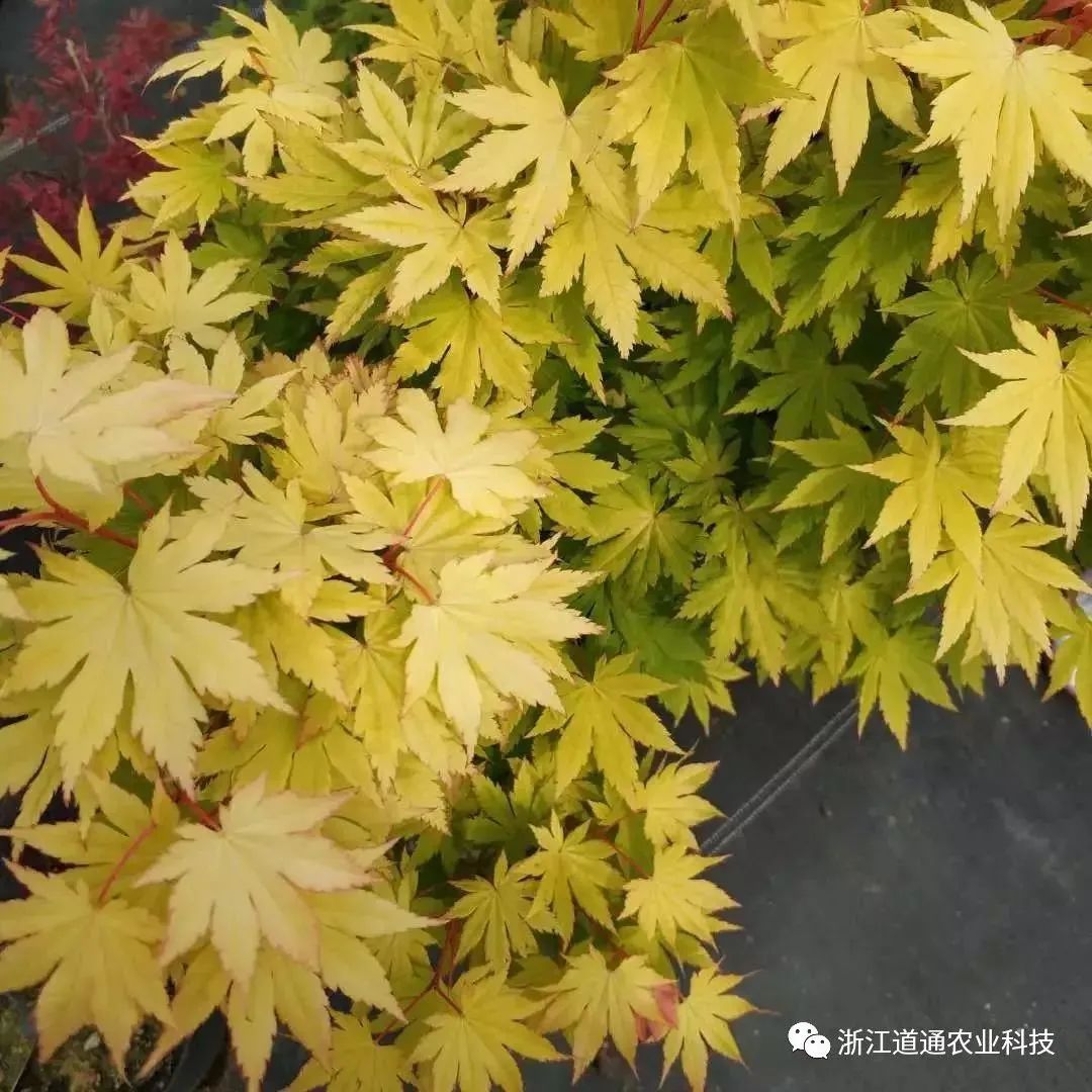 「秋天必看」枫树图鉴22年版——鸡爪枫及日本枫篇