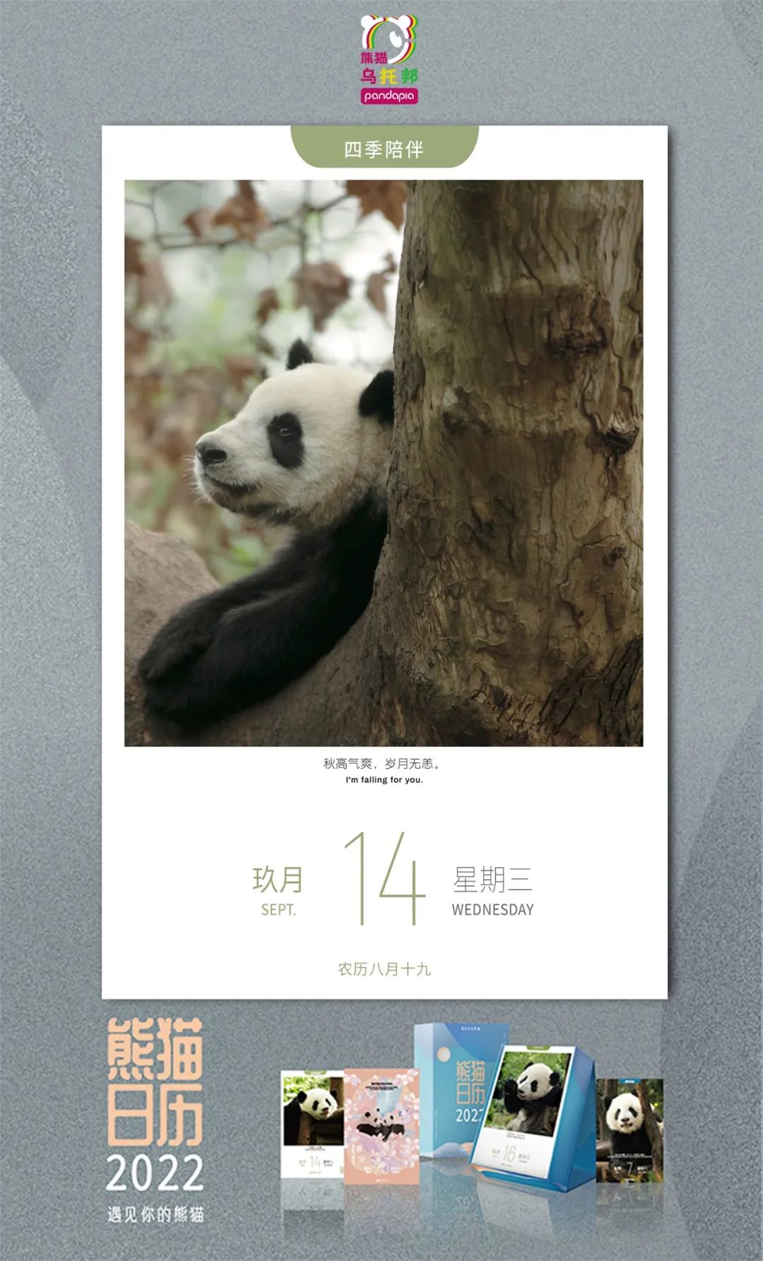 说起熊猫动画片，不会只想到功夫熊猫吧？