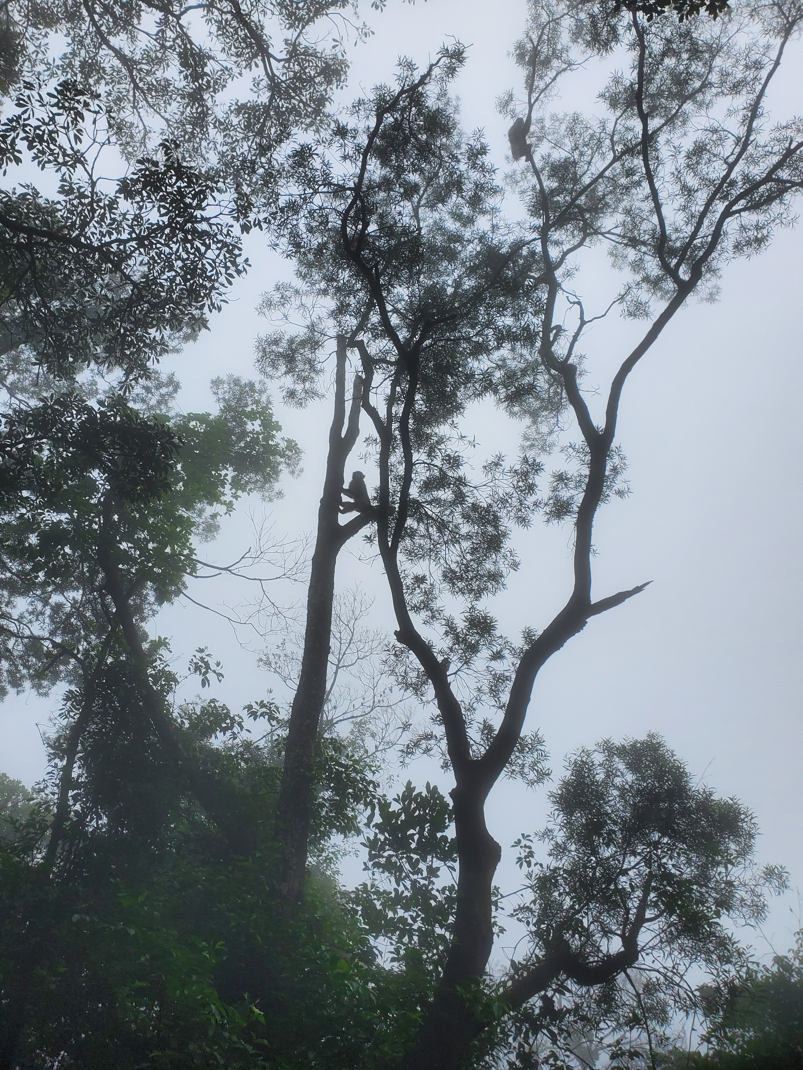 徒步香港大帽山,香港麦径徒步攻略