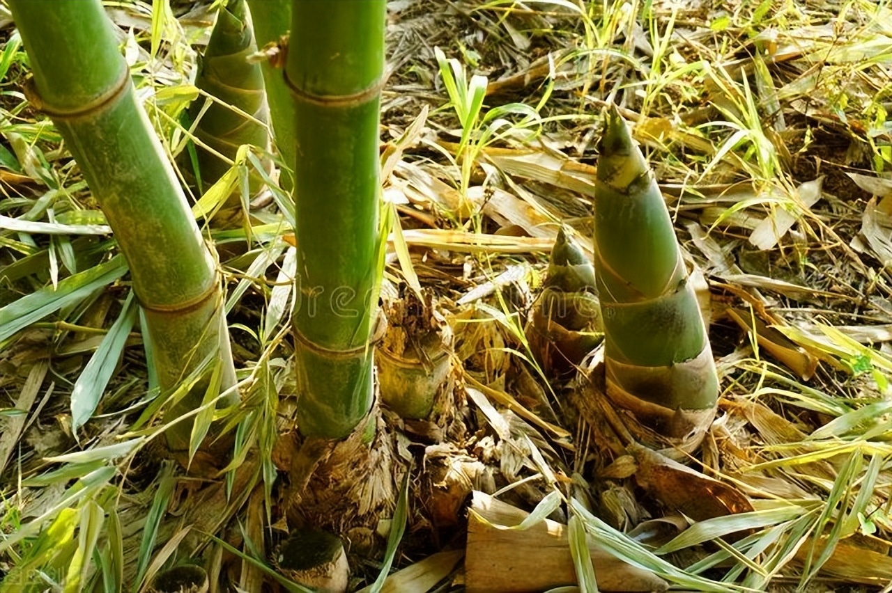 冬笋春笋哪个季节吃最好,吃笋刮油冬笋和春笋差异还真大