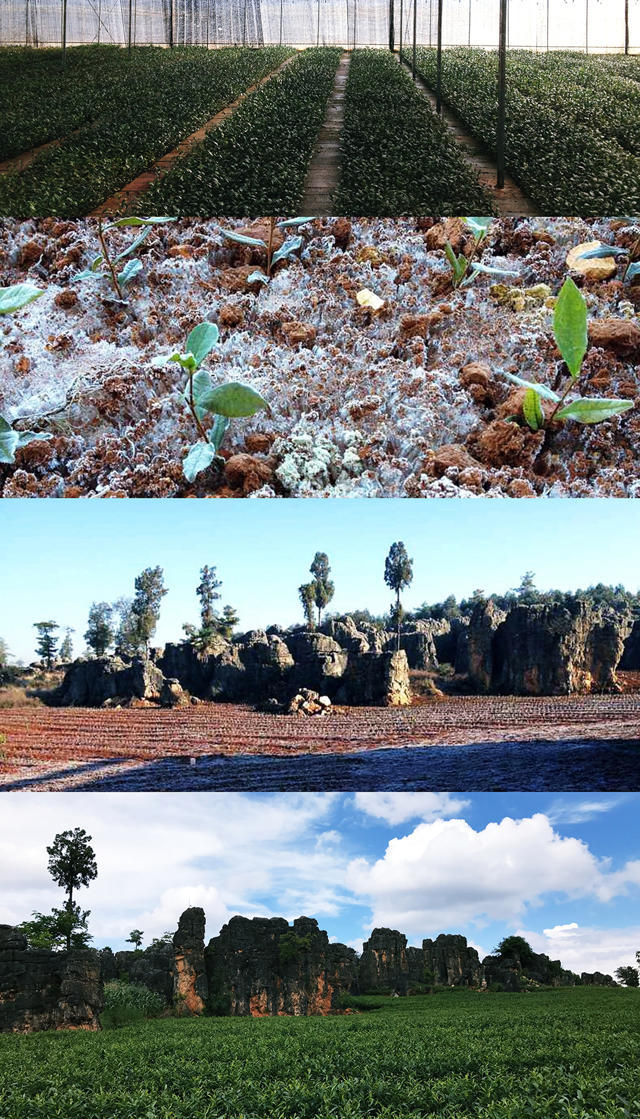 比龙井还好的茶有哪些,比龙井好喝的茶是什么茶