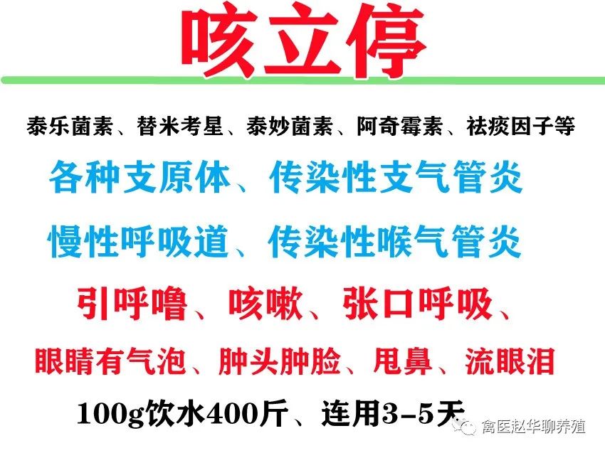 禽医赵华聊鸡感冒发烧咳嗽怎么治疗最好