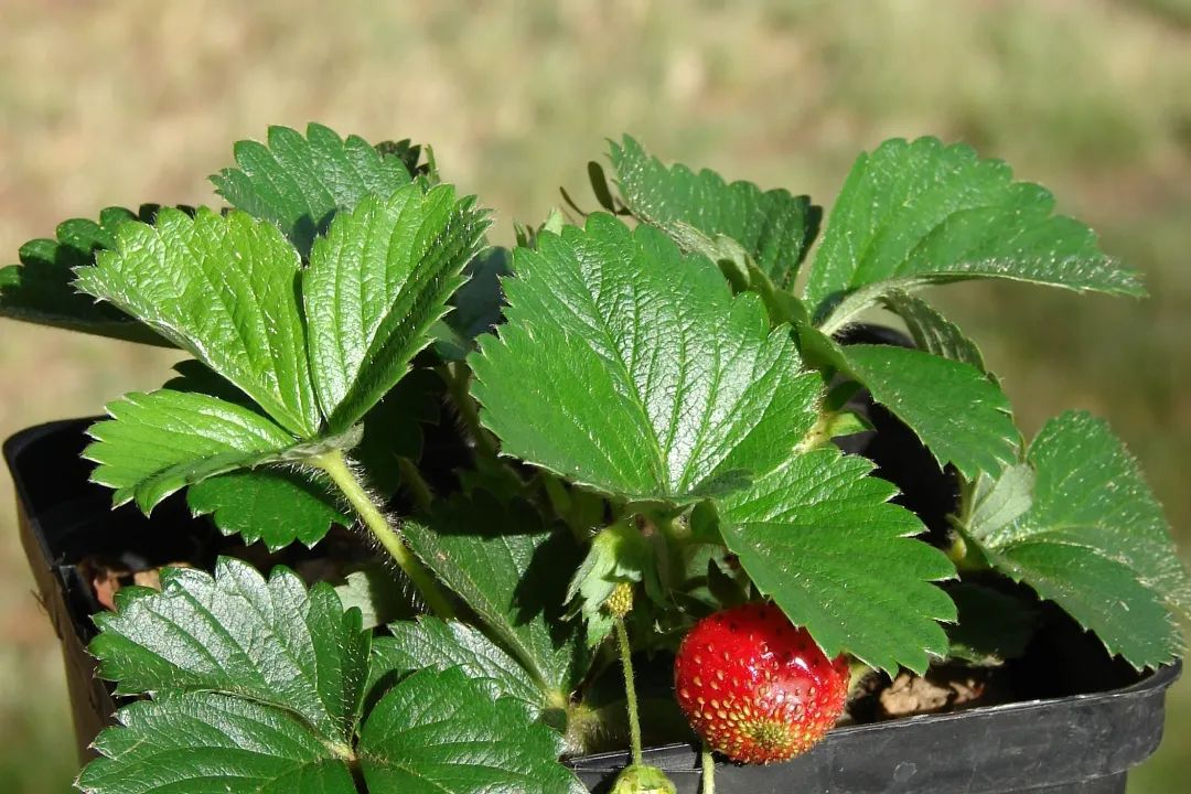 买花避开哪里,买花避坑指南