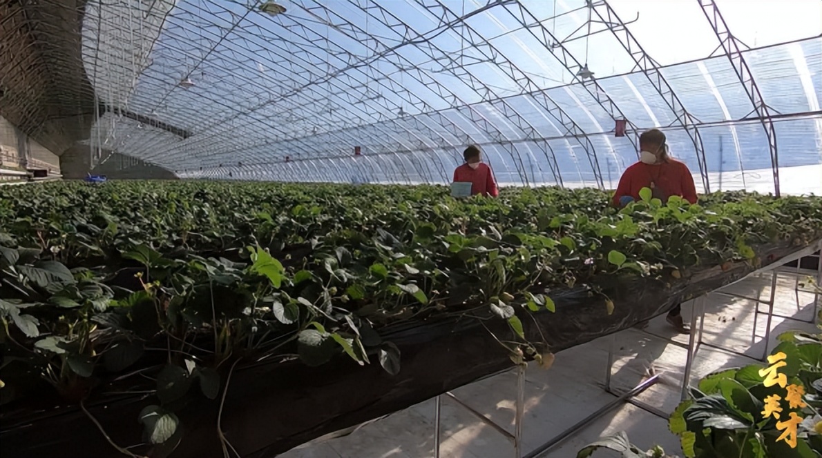 第七期乡村振兴致富带头人,乡村振兴致富带头人第二期