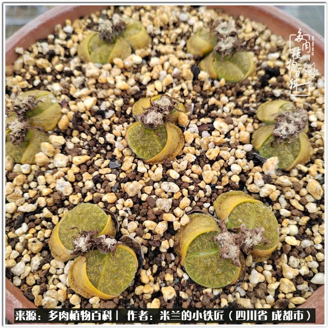 生石花好养吗怎么养护的,生石花的养殖方法和注意事项