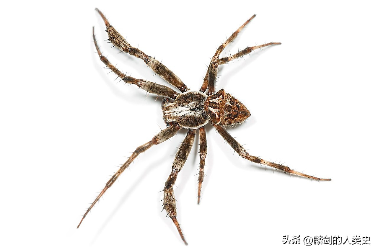 动物界分类图谱,动物界一共分为几个纲