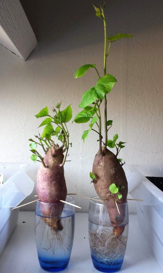 果然是会过日子的人！这些蔬菜留个根，养养能有整颗，不用多花钱