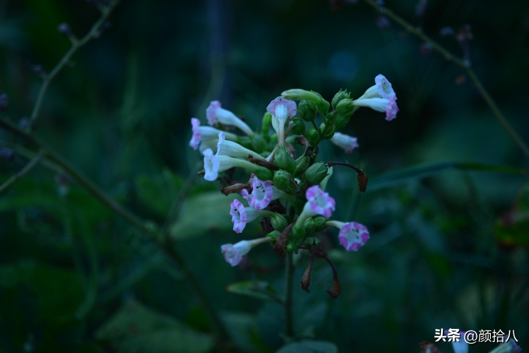 冬天开花的室外花卉盆栽,温室盆栽观花花卉植物