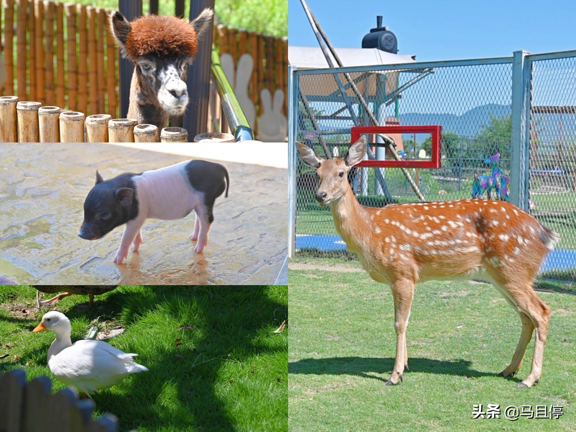 温州最火爆的亲子游乐园,最刺激的游乐项目温州乐园