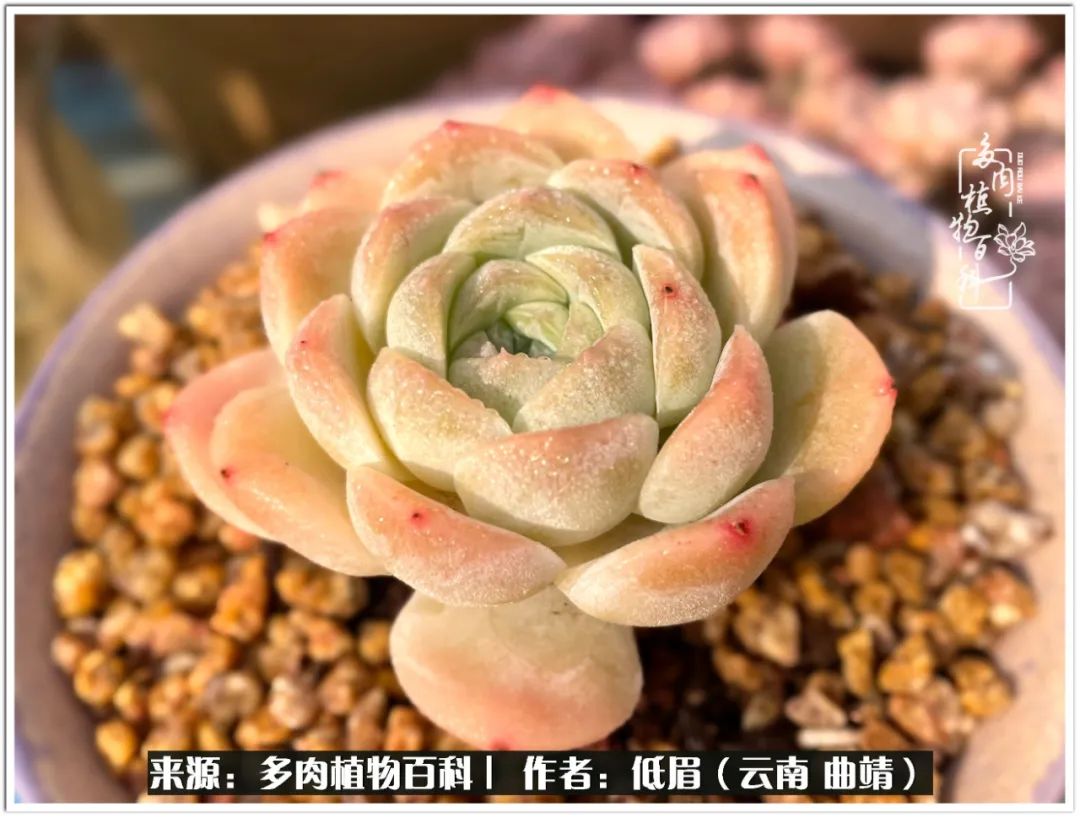 玉露多肉冬季分盆,玉露多肉怎样才能晶莹剔透