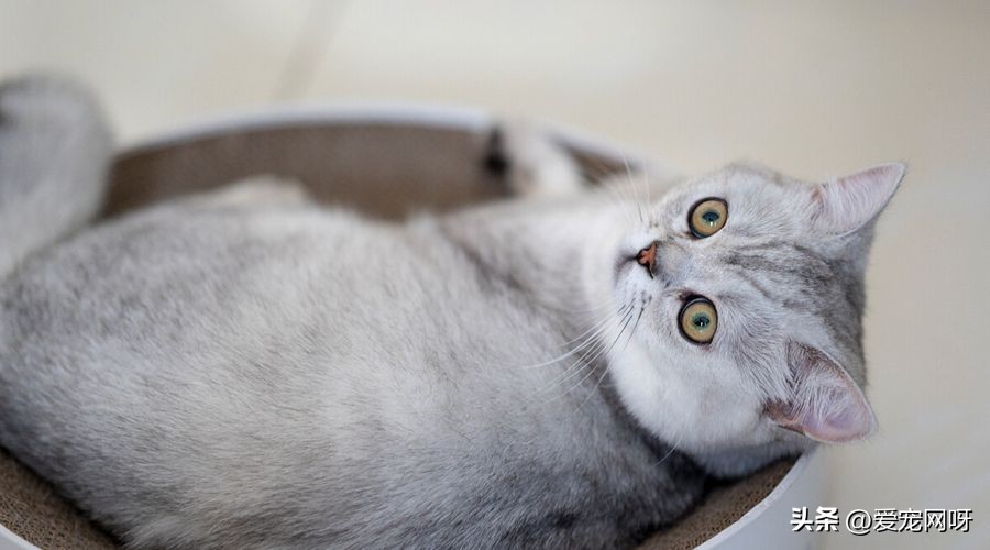 玳瑁猫咪是什么品种,猫咪品种大全及图片