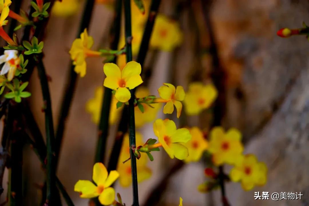 迎春花是不是在春天开放,春天真的要来了迎春花开了