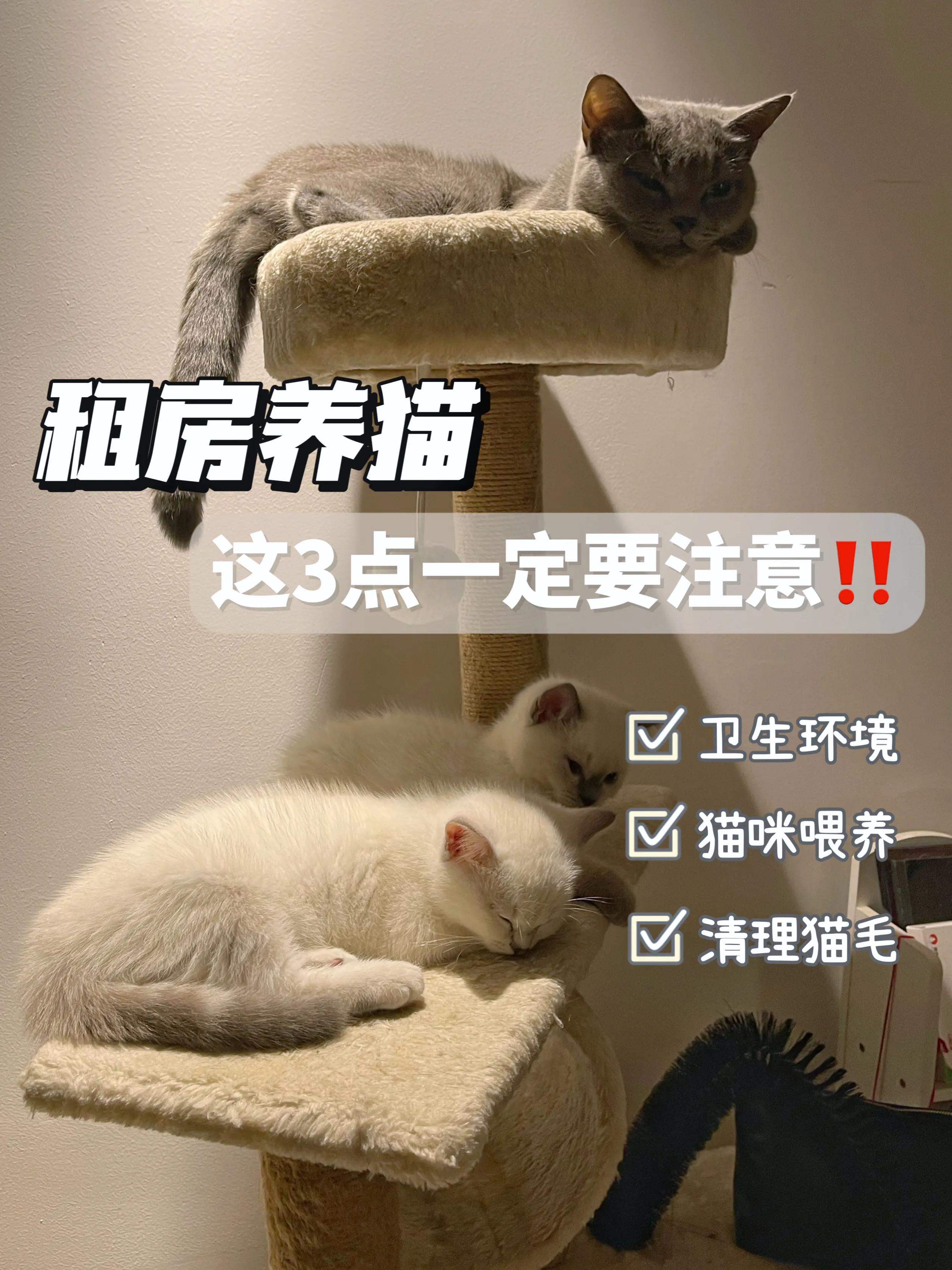 租房养猫除猫毛,猫居家养要驱虫吗
