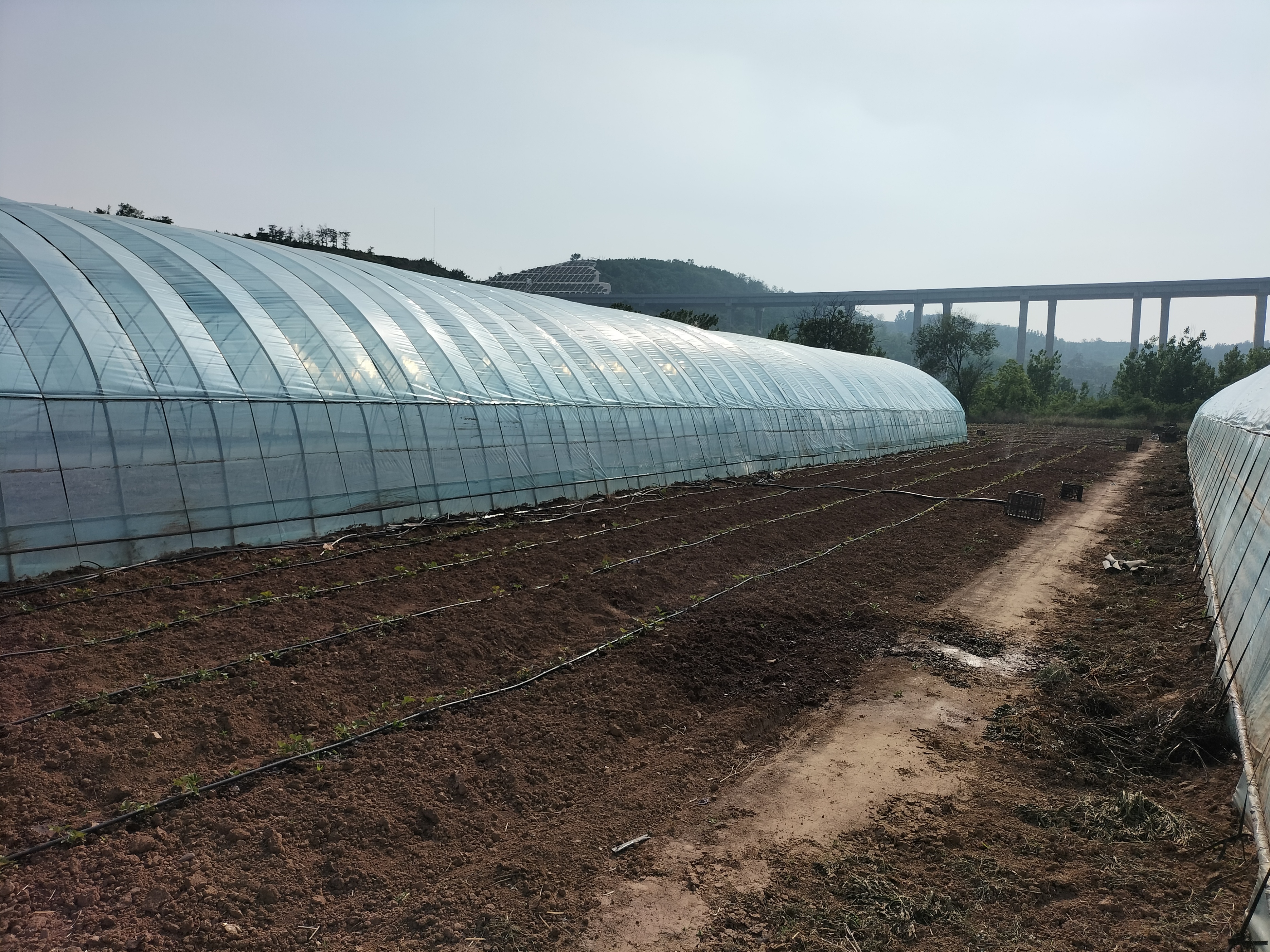 现代农业可以创业吗,农业创业有哪些机遇呢