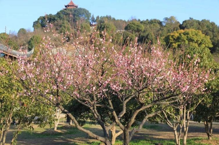 上海周边赏梅花的最佳地方,上海周边赏腊梅景点