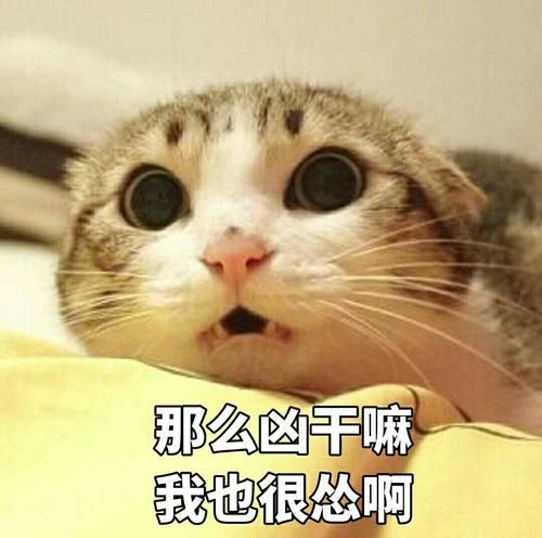 为什么猫猫繁育时,母猫会叫的那么惨?