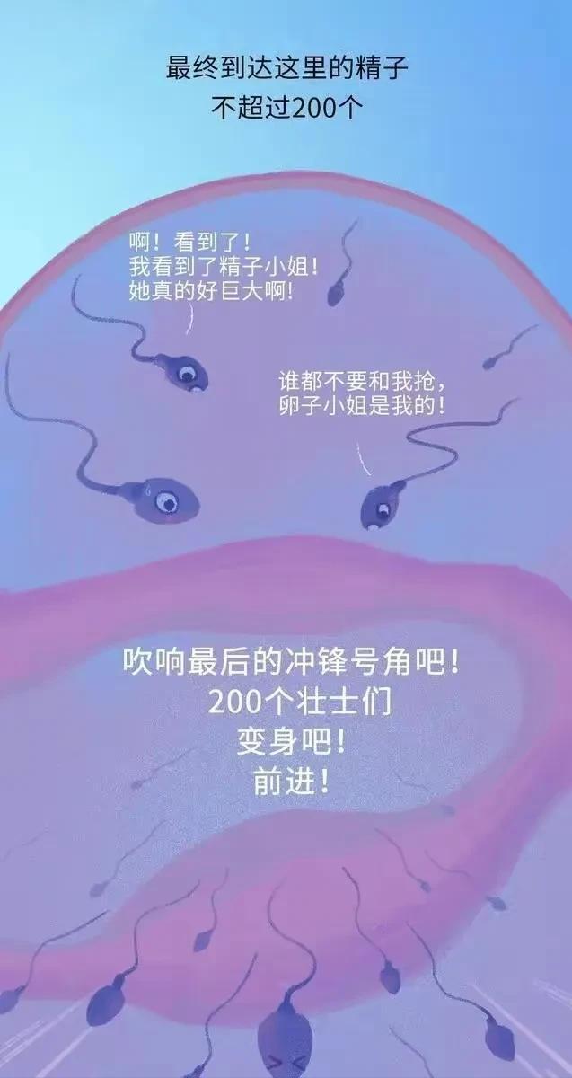 精子在人体24小时经历了什么,精子在人体24个小时都经历了什么