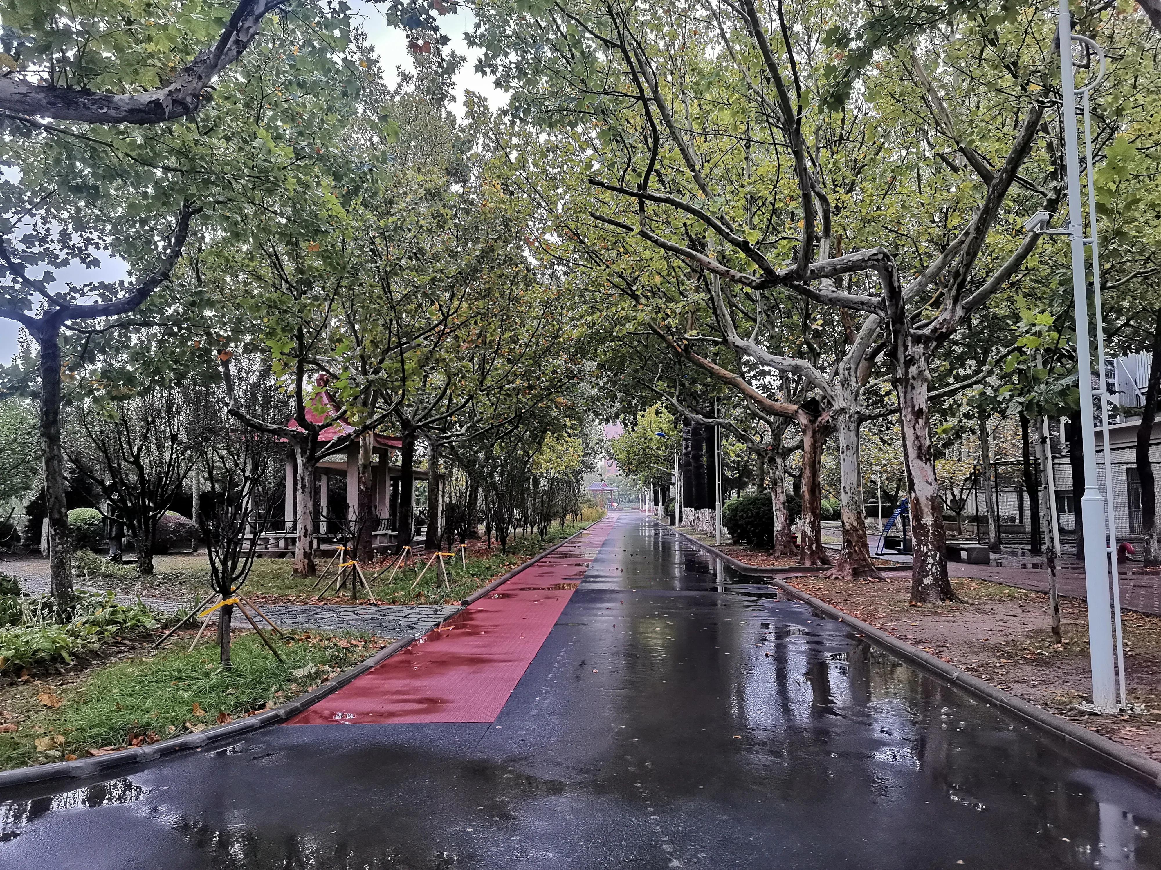 冬季的天津公园景色,秋雨绵绵雾蒙蒙下一句