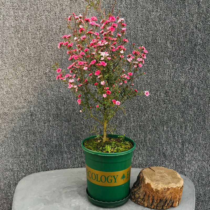 6种年宵花现在买最省钱,年宵花怎么养才旺财