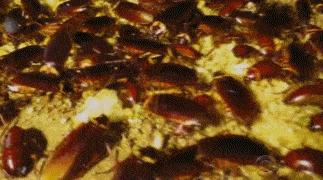 中国蟑螂工厂,中国大型蟑螂工厂