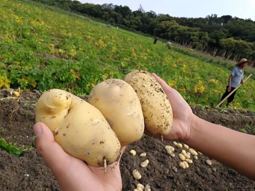 全国哪的土豆最好吃,哪个地方的土豆最好吃最有营养