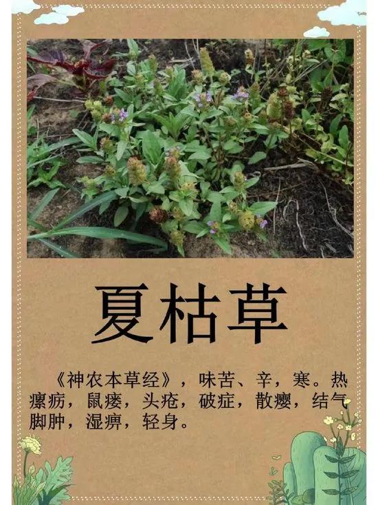 甲状腺结节吃内消瘰疬丸夏枯草膏,夏枯草和内消瘰疬服用效果